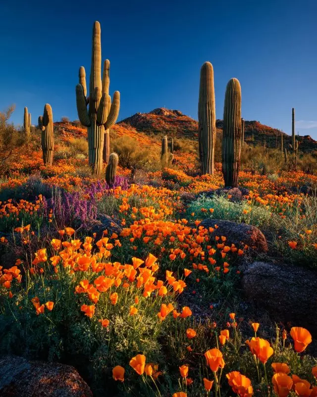 Arizona skyline
